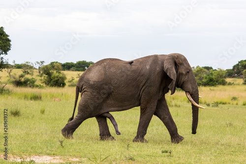 African Elephant