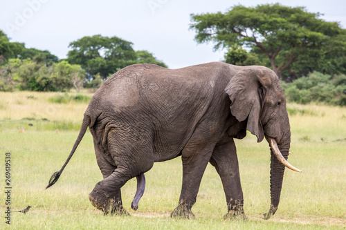 African Elephant