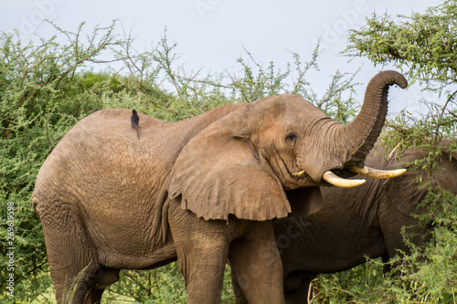 African Elephant © Simone