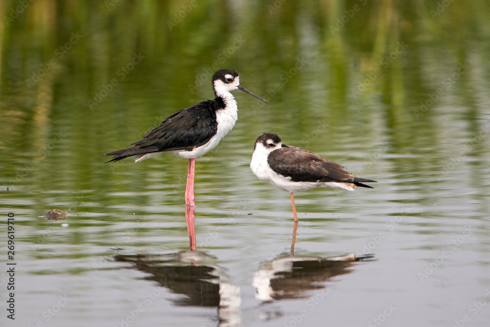 Two American Avocet's wading in wetland waters Two American Avocet's wading in wetland waters