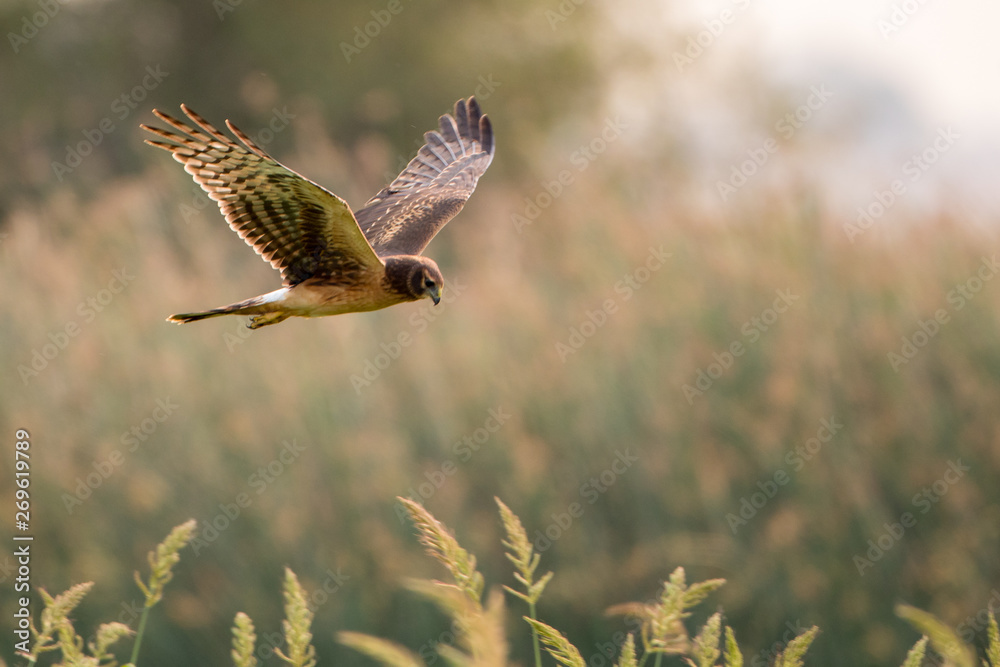 Fototapeta premium Dark Northern Harrier hawk flaying over grasses hunting for prey.