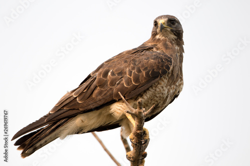 Juvenile hawk perched on branch