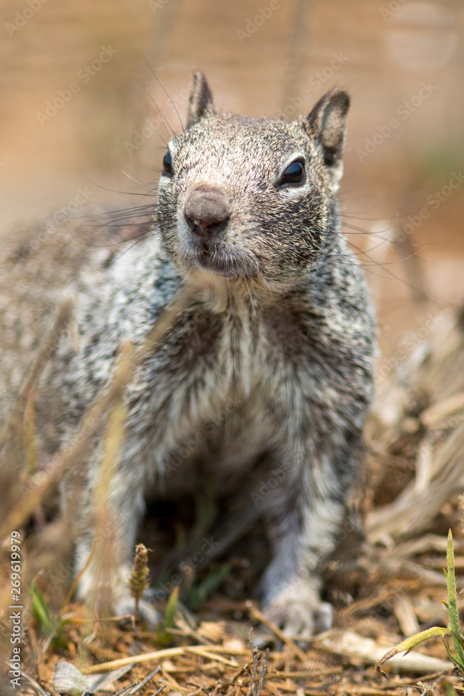 ground squirrel with notched ear ground squirrel with notched ear
