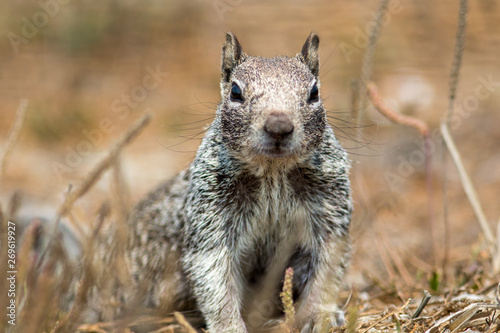 ground squirrel with notched ear