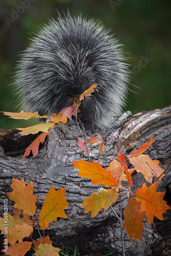 Porcupine (Erethizon dorsatum) Sits on Log Munching Leaves Autumn