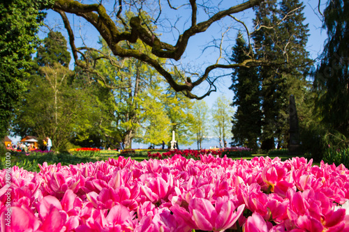 Tulip festival in Morges city park in Switzerland