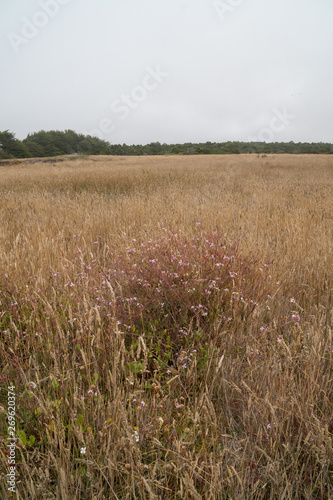 Coastal Highlands covered in tall grass