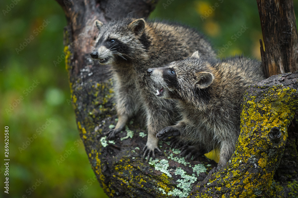 Pair of Raccoons (Procyon lotor) Conflict In Tree Autumn Pair of Raccoons (Procyon lotor) Conflict In Tree Autumn
