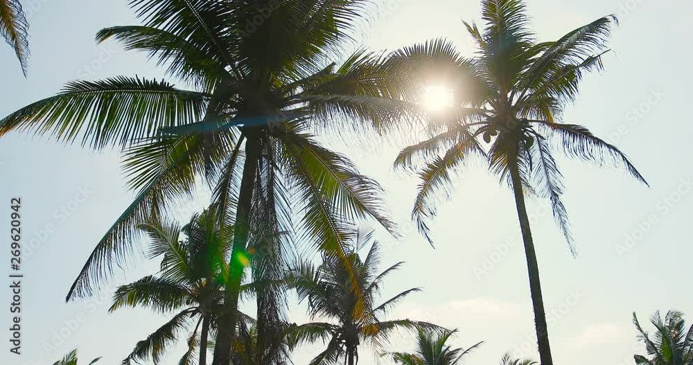 Beautiful coconut palms basking in the sunlight Beautiful coconut palms basking in the sunlight