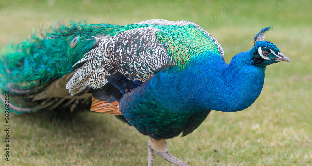 Obraz premium blue peacock (Pavo cristatus)
