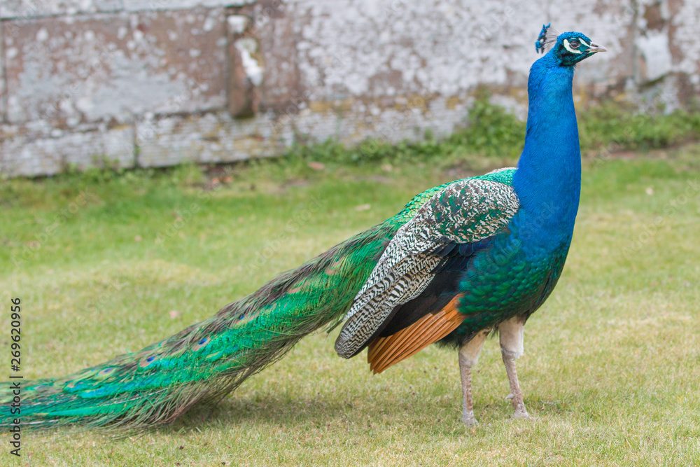 Obraz premium blue peacock (Pavo cristatus)