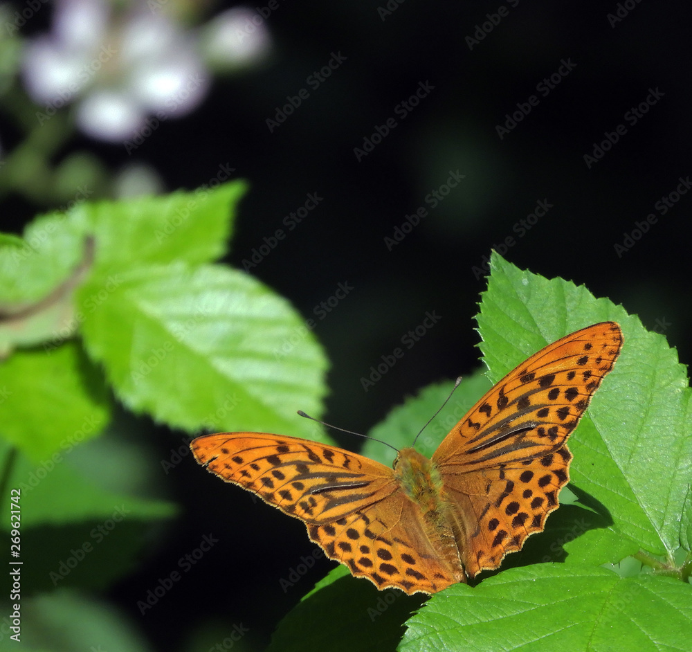 Obraz premium Mariposa