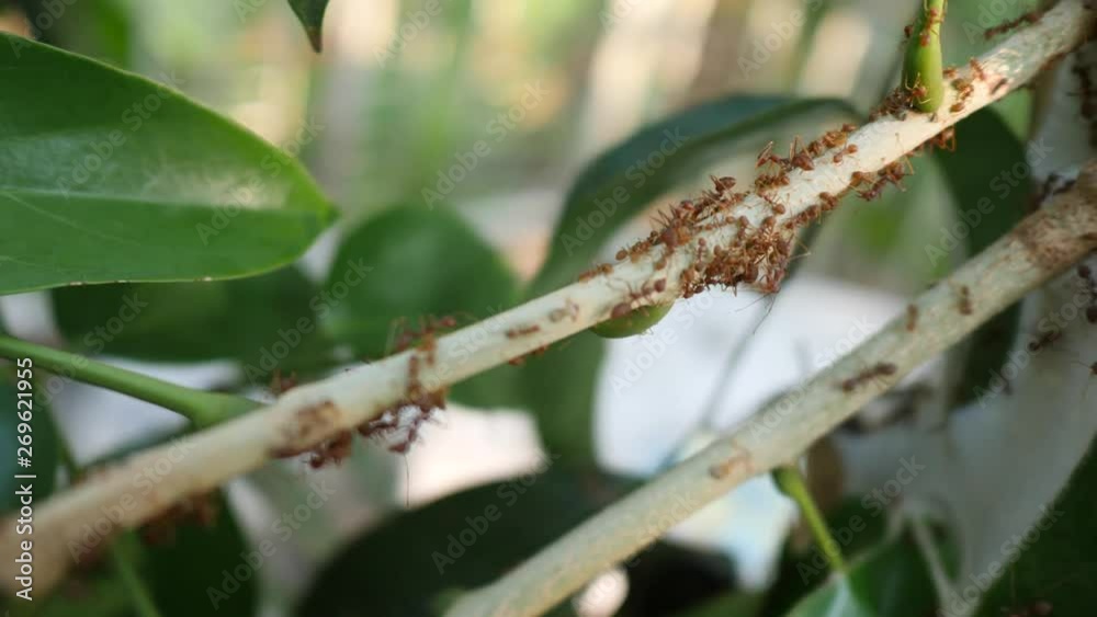 Success,Red ant building the nest clips,red ant footage : slow-motion 4k Success,Red ant building the nest clips,red ant footage : slow-motion 4k