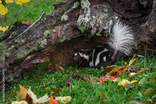 Eastern Spotted Skunk (Spilogale putorius) Under Log Tail Up Autumn