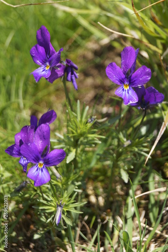 Wild flowers - Johnny Jump up  heartsease - Viola declinata 