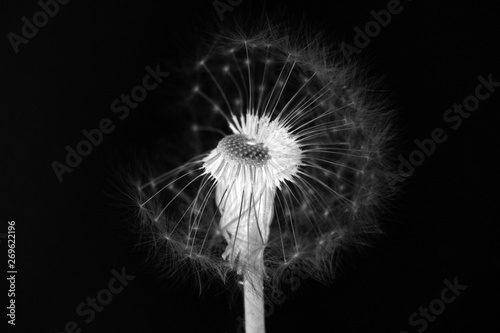 close up of dandelion flower on black background 