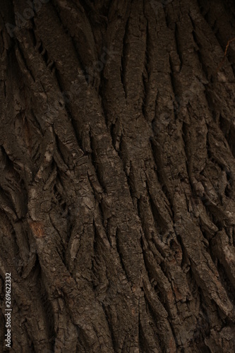Relief textured bark of a large tree