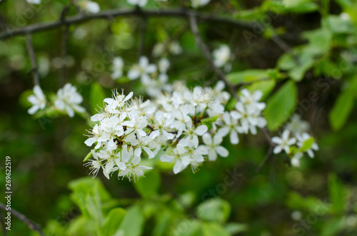 Prunus spinosa