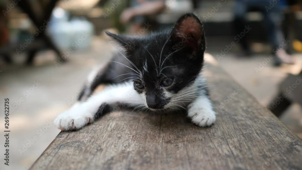 4k slow-motion : small kitten cat playing 4k slow-motion : small kitten cat playing
