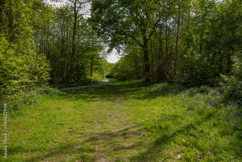 Obraz premium grassy