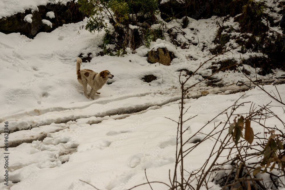 Dog in Mountains - Majestic winter landscape in himalayas
