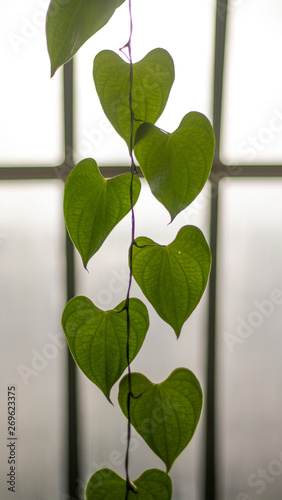 Heart Leaf Vine