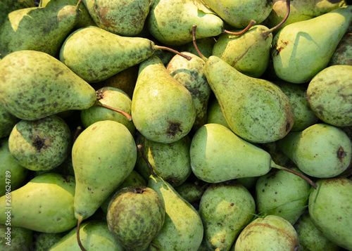 A large number of organic green pears. Healthy food. Fruits. Wallpaper and patern.