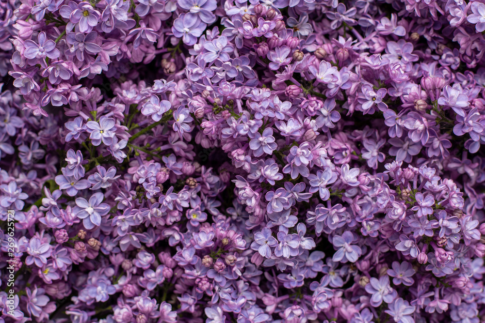 Lilac flowers spring and summer blossom background.Organic natural texture.