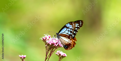 Blue butterfly perched on a budding pink flower © Tierney