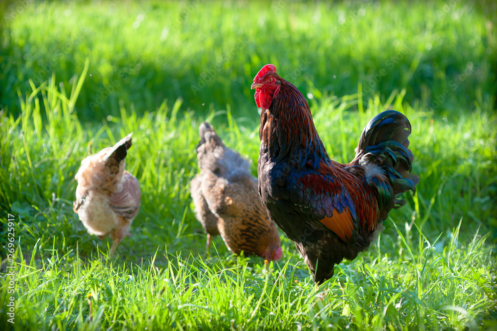 Fototapeta premium Fabulously beautiful cock with a dark brown back and blue feathers on the neck and wings. Poultry walking in the yard on the spring juicy, bright green grass. Bright colors, natural backlighting