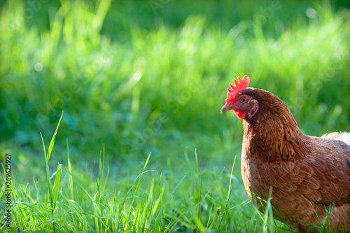 Wallpaper Mural Portrait of a young red hen, on a bright green blurred background of grass. In the sunset her comb glows bright red. Creative cropping is very good for the background. Fabulous beauty, juicy colours Torontodigital.ca