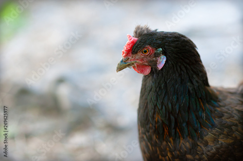 Portrait of a young black chicken on a blurred almost monochrome background. Creative head-and-shoulders crop of the picture is well suited as a background