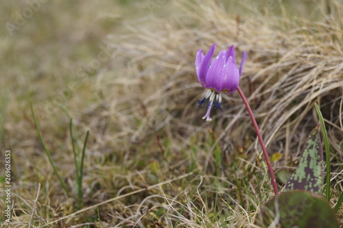 Wild flowers - Dogtooth violet, Dog's-tooth-violet - Erythronium dens-canis photo