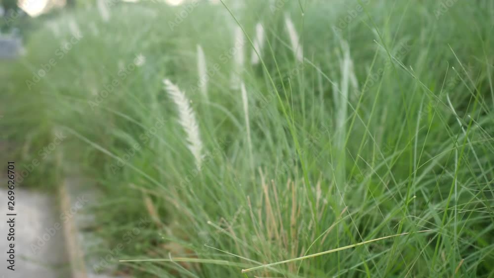 motion on grass flower garden, slow-motion 4k motion on grass flower garden, slow-motion 4k