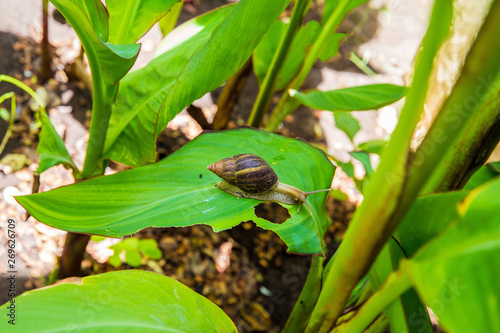 Achatina in a wild African environment