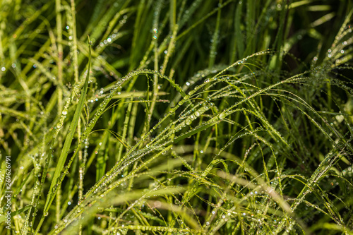 real dew drops on a grass in a garden