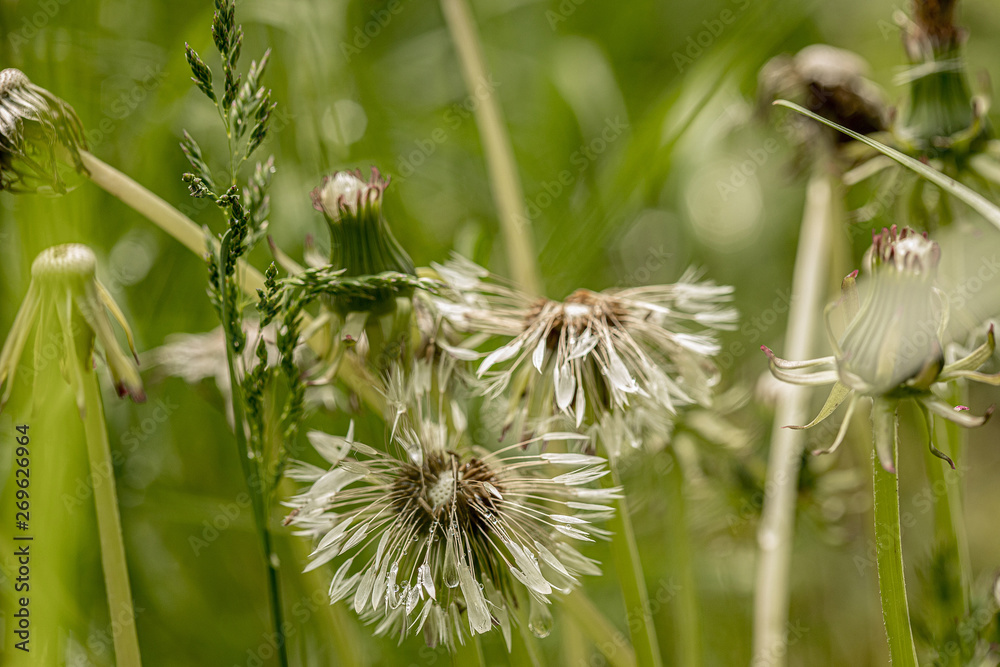 Fototapeta premium dew drops on the seeds of dandelion