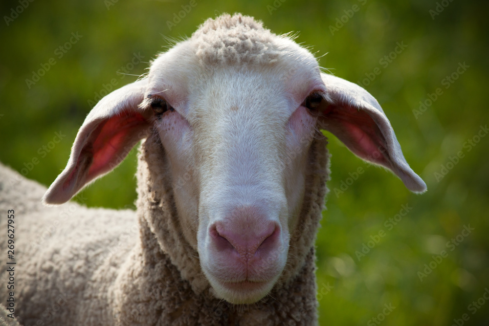 Ein Schaf in Großaufnahme, Close up