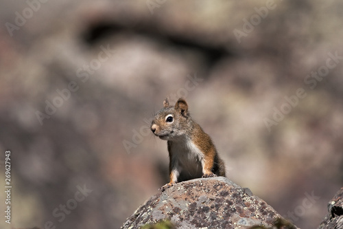 American red squirrel, tamiasciurus hudsonicus, squirrel, yellowstone national park