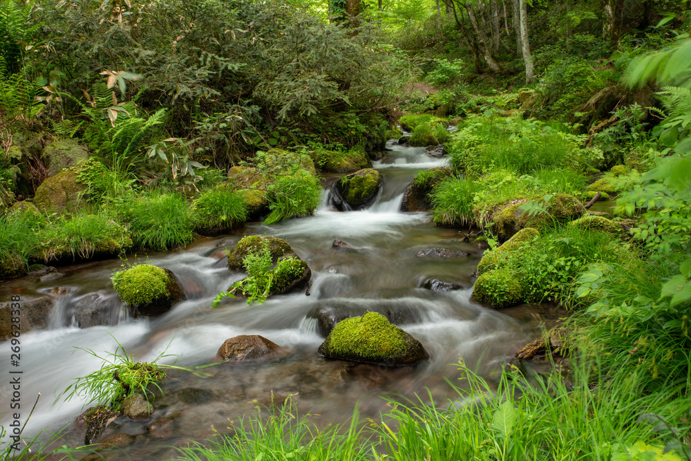Obraz premium 木谷沢渓流 鳥取県 大山中腹の渓流