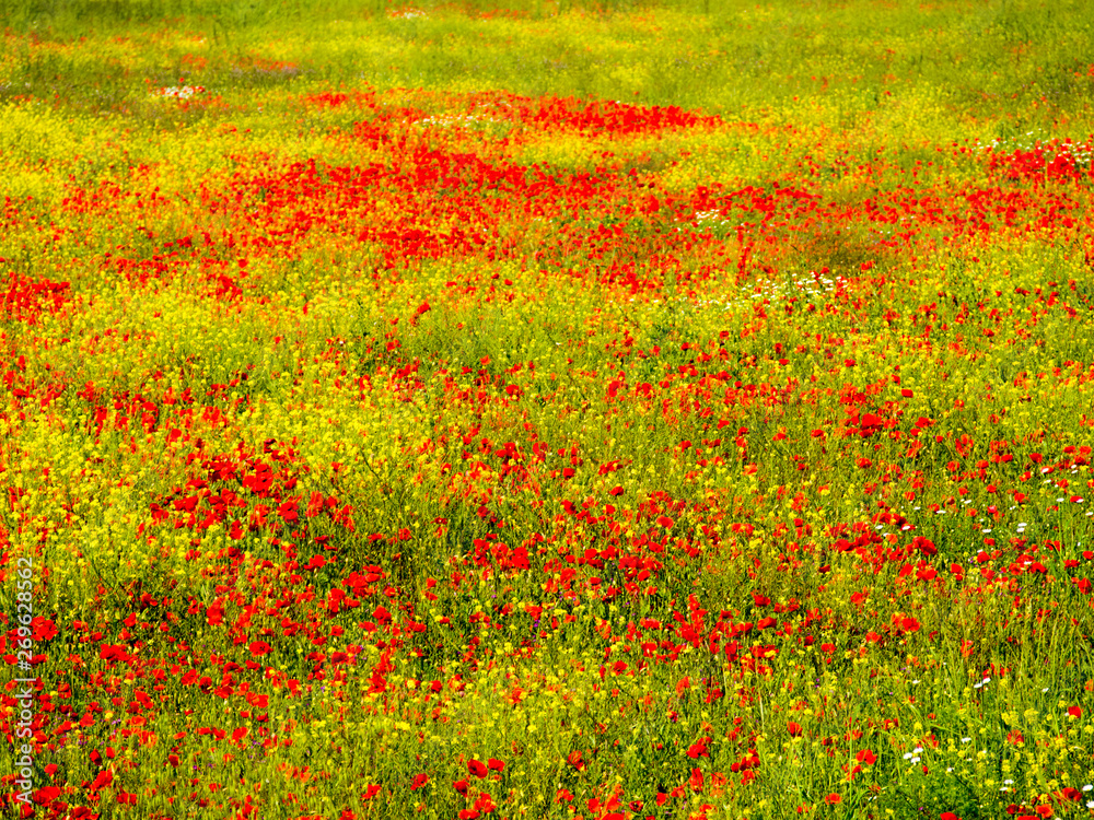 Toscana, campo con fiori di papavero.