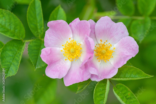Rosenblüte