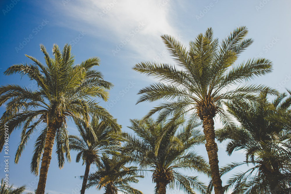 tropic palm trees park outdoor green ecology clean environment place, nature scenery landscape photography from below on bright blue sky background  