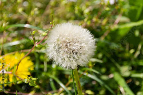 Close-up of a dandelion  environmental background