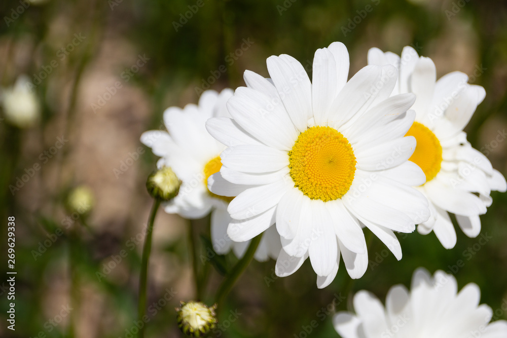 Fototapeta premium Close-up of a daisy flower