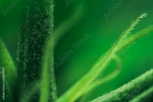 Anatomy of Medical Cannabis Indica Flowering Time - Macro Photo of Primordial, Premature Stage of Stigmas and Calyx with Trichomes, flower period.