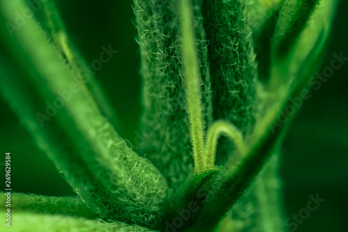 Anatomy of Medical Cannabis Indica Flowering Time - Macro Photo of Primordial, Premature Stage of Stigmas and Calyx with Trichomes, flower period.