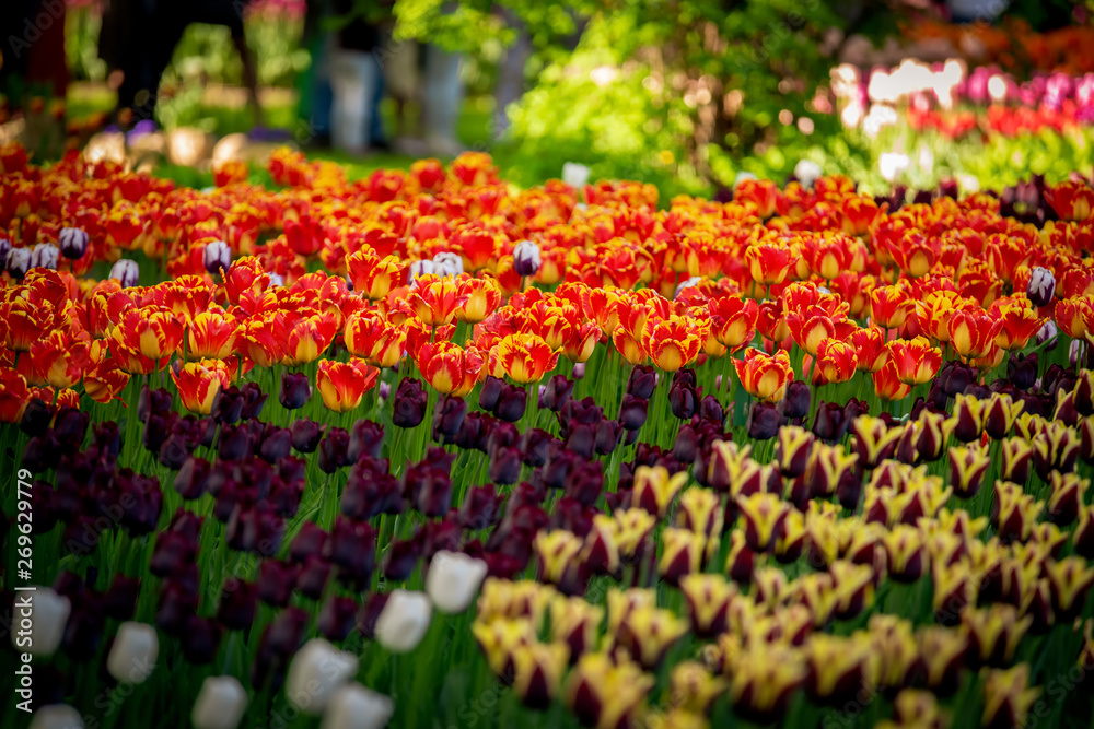 Awesome colorful field of red-yellow, dark violet tulips from Tulip Festival. Awesome colorful field of red-yellow, dark violet tulips from Tulip Festival.
