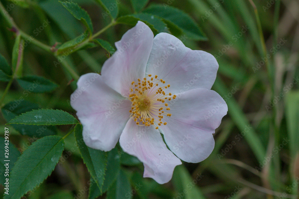 Rosenblüte