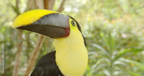 Toucan in the jungle turns its head